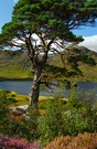Waldkiefer am Loch Affric
