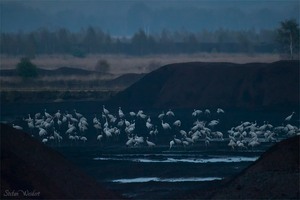 Raubbau an der Natur