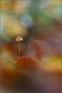 Pilz an Herbstbunt