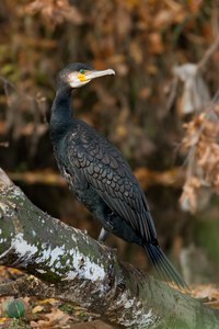 Kormoran