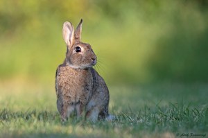 Wildkaninchen (Oryctolagus cuniculus)