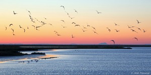 Camargue,...