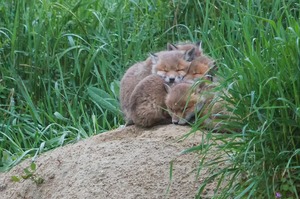 Gruppenkuscheln