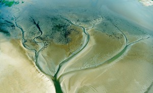 Bäume im Wattenmeer...