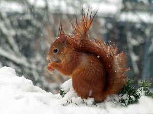 Winterhörnchen