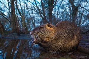 Nutria