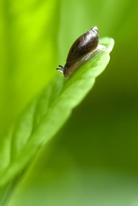 Bernsteinschnecke