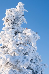 Fichtenkreuzschnabel