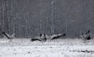 Tanz im Schnee, scheinbar schwarzweiß...