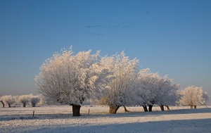 Winter am Niederrhein 2....