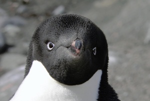 Was guckst Du? - Adeliepinguin Portrait