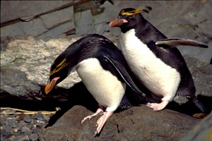 Macaronipinguine - "nun spring endlich"