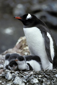 Eselspinguin mit zwei Jungen am Nest