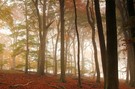 Herbstwald auf Rügen