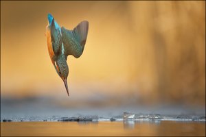 Queen of the River