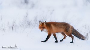 Rotfuchs im Schnee