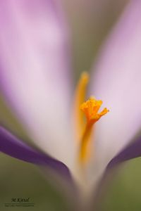 Crocus