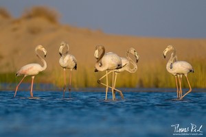 Flamingos in einer Brackwasser-Lagune