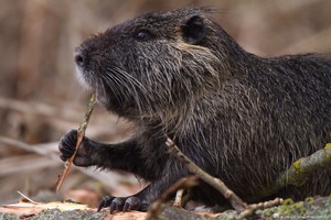 Nutria