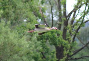 Nilgans im Abflug