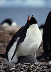 Adeliepinguin rufend am Nest mit zwei Jungen