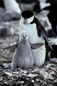 Zügelpinguin am Nest