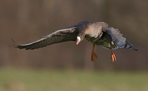 ...und noch eine Blessgans vom Wochenende