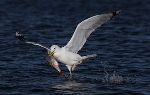 Silbermöwe mit Fisch