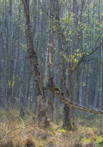 Bruchwald oder Moorbirken