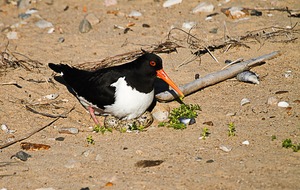 Strandgut