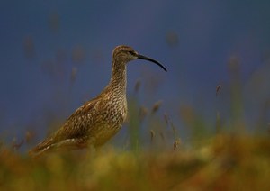 Regenbrachvogel