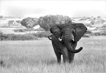 ein junger Elefant