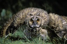 Waldohreule (Asio otus) / Long-eared Owl