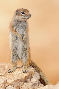 Nordafrikanisches Borstenhörnchen