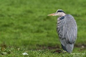 Graureiher oder Fischreiher (Ardea cinerea)