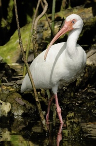 Ibis - White Ibis