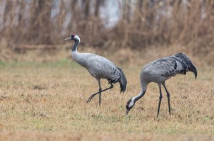 Kranich (Grus grus)