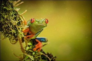 Rotaugenlaubfrosch