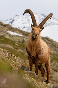 Alpensteinbock