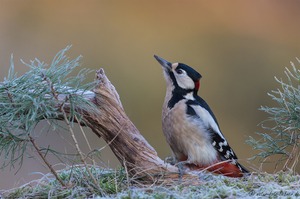 Die Spechte im Winter