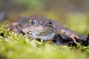 Die Froschsaison ist eröffnet