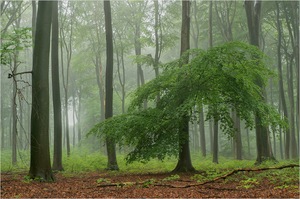 Regenwetter..