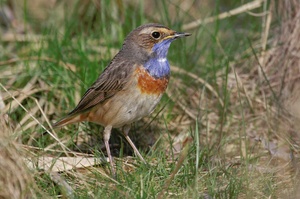 Weissterniges Blaukehlchen