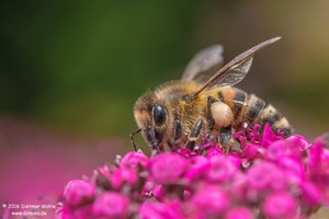 Fleißiges Bienchen