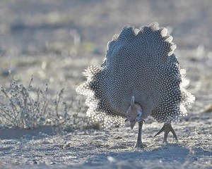 Helmperlhuhn (Numida meleagris) im Gegenlicht, Etoscha-Nationalpark, Namibia