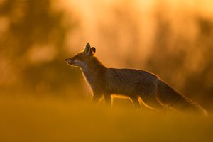 Fuchs im letzten Licht