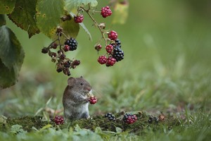 Meine kleine Gartenmaus