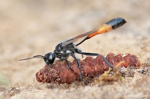 Raupenschlepper (3) - Ammophila sabulosa