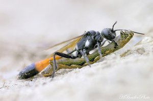 Raupenschlepper (4) - Ammophila sabulosa