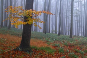 Herbst im Wienerwald
